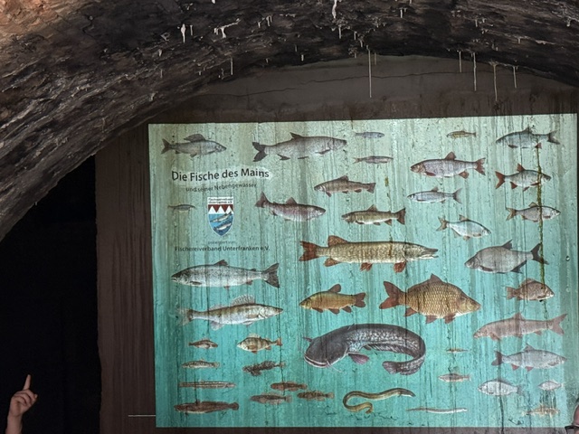 Projizierte Tafel mit Abbildungen der Fischarten des Mains an der Wand der Fischerhallen Frankfurt